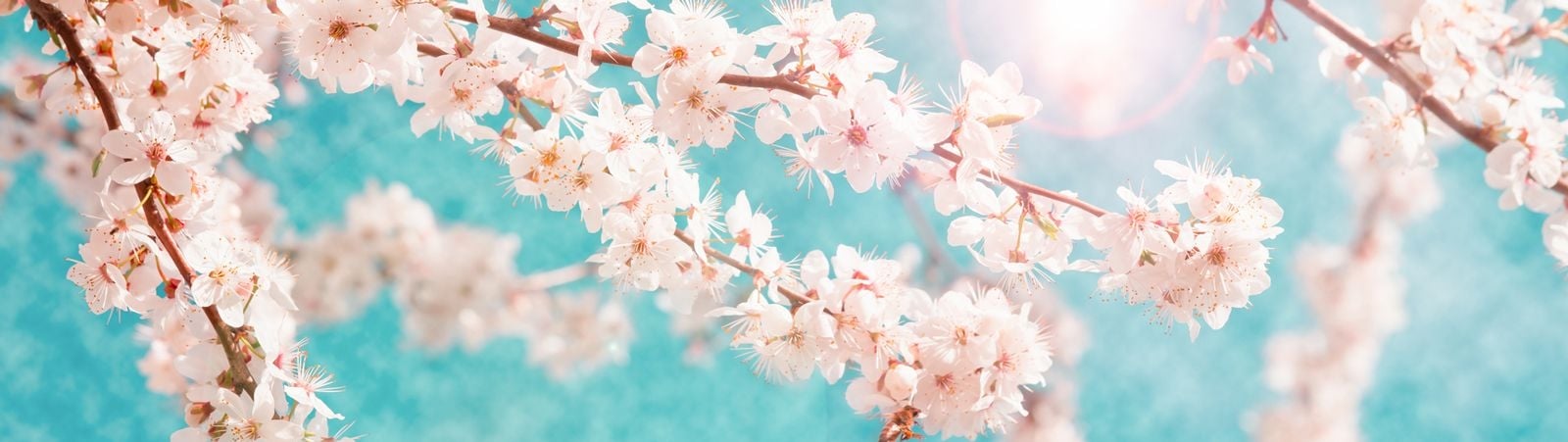 Cherry blossom branches against a pale blue background