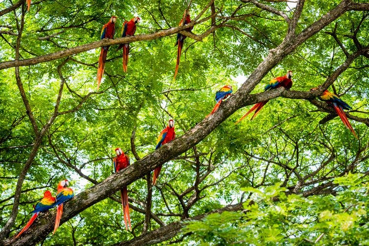 Costa Rica parrots. Central America multi centre trip