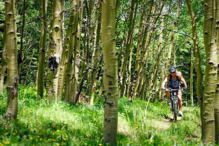 A mountain biker explores the lush green woodland of the Taos Ski Valley