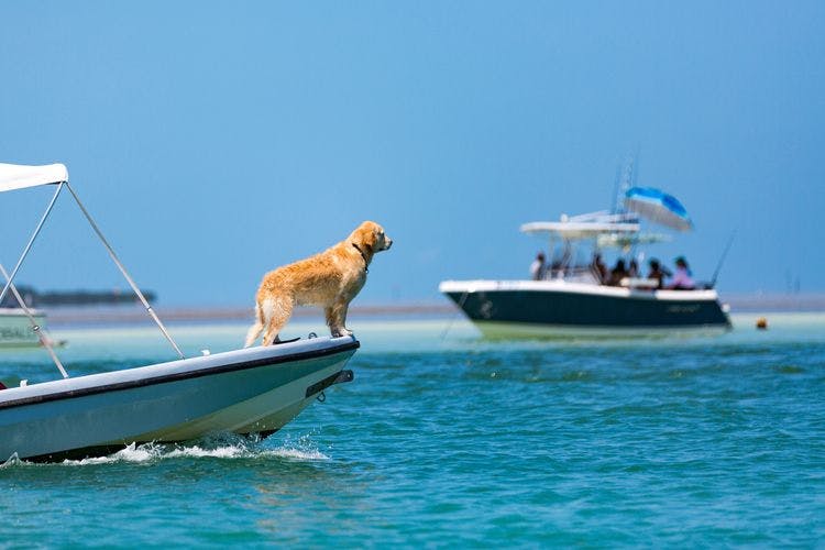 A dog enjoys the view of the ocean from their charter boat