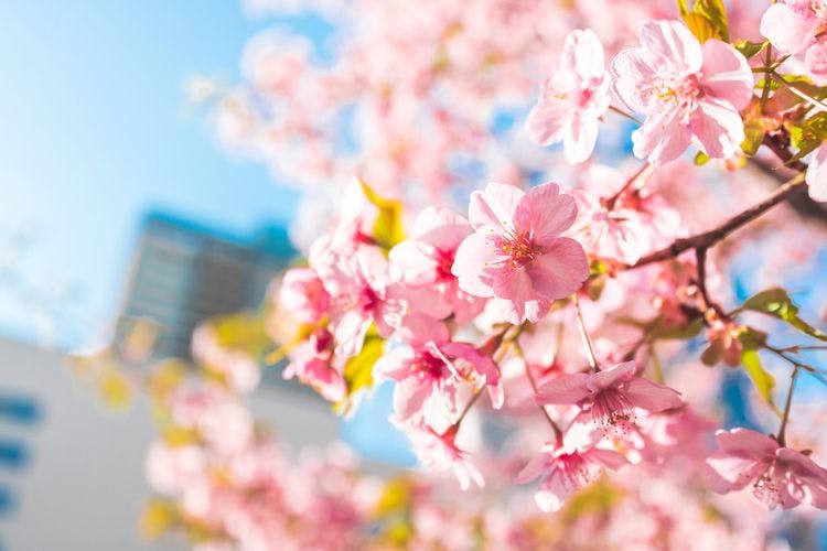 Close up of cherry blossoms on a branch with low-focus building in the background