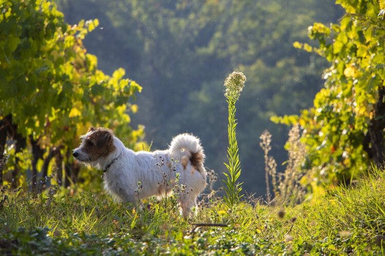A terrier dog explores a Tuscan vineyard in the September light