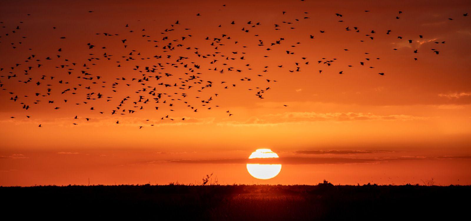Boca Raton area sunset and birds. Vacation rentals with Top Villas