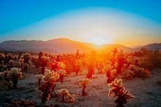 Joshua Tree destination.jpg