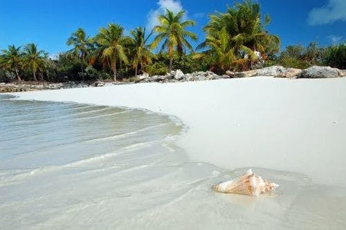 A conch shell lying on a white sand beach with palm trees behind