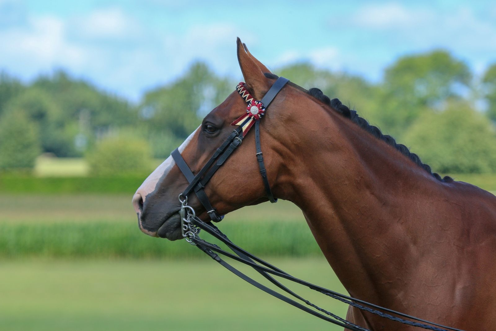 Portrait of a horse ready for a show