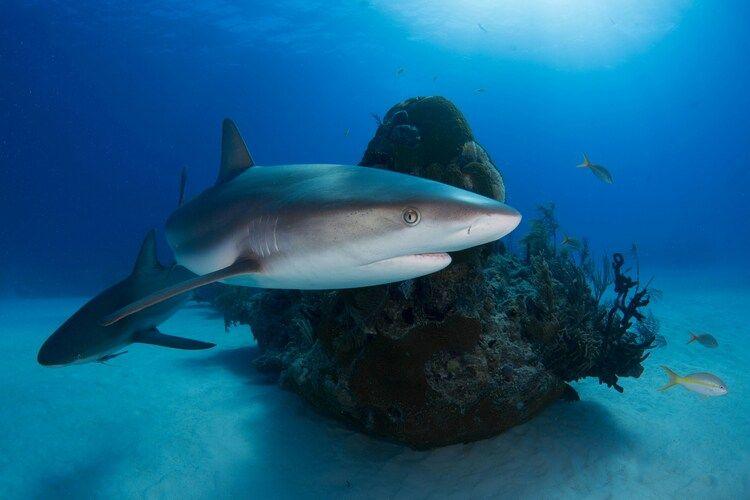 Bahamas sharks, Caribbean rentals