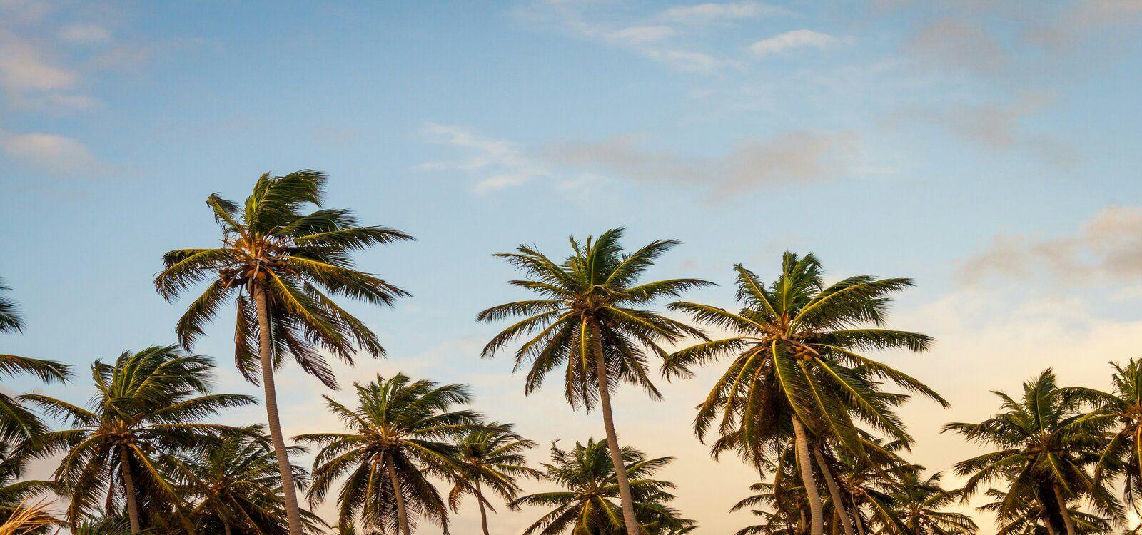 Barbados villa resorts, landscape with palm trees