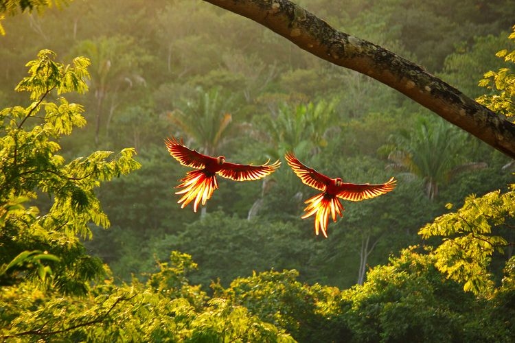 belize-vs-costa-rica-nature-costa-rica.jpg