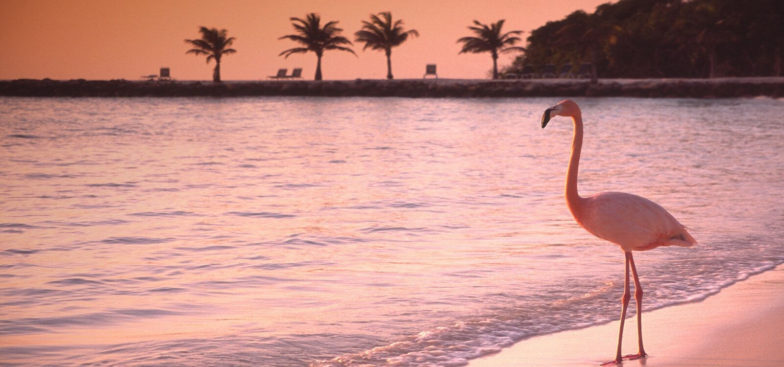 Best time to visit Aruba, flamingo on the beach, sunset, Top Villas vacation