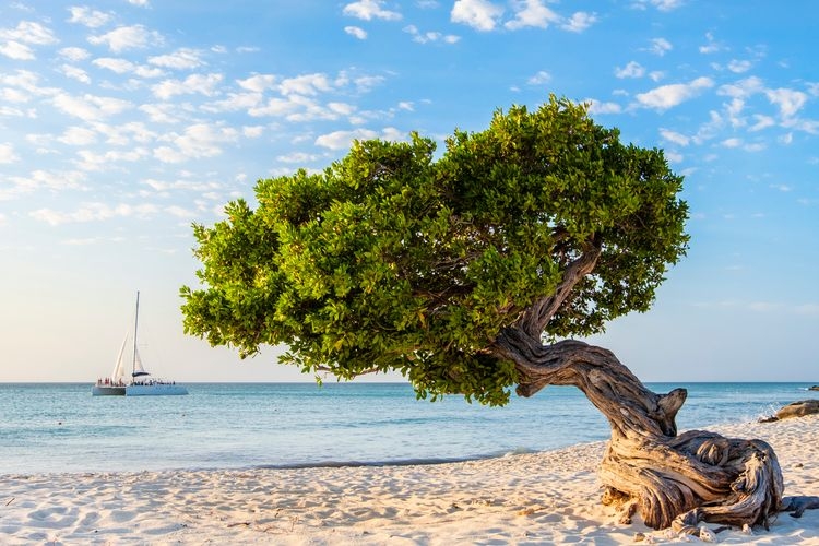 Best time to visit Aruba, tree on beach, Top Villas
