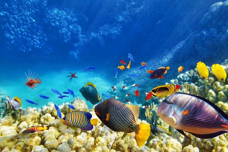 Best time to visit Belize, diving, fish, Top Villas