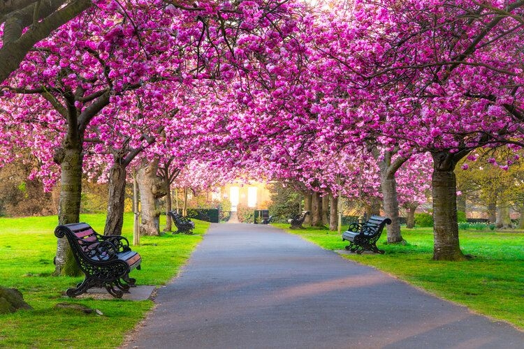 Best time to visit London, spring blossoms in the parks, Top Villas