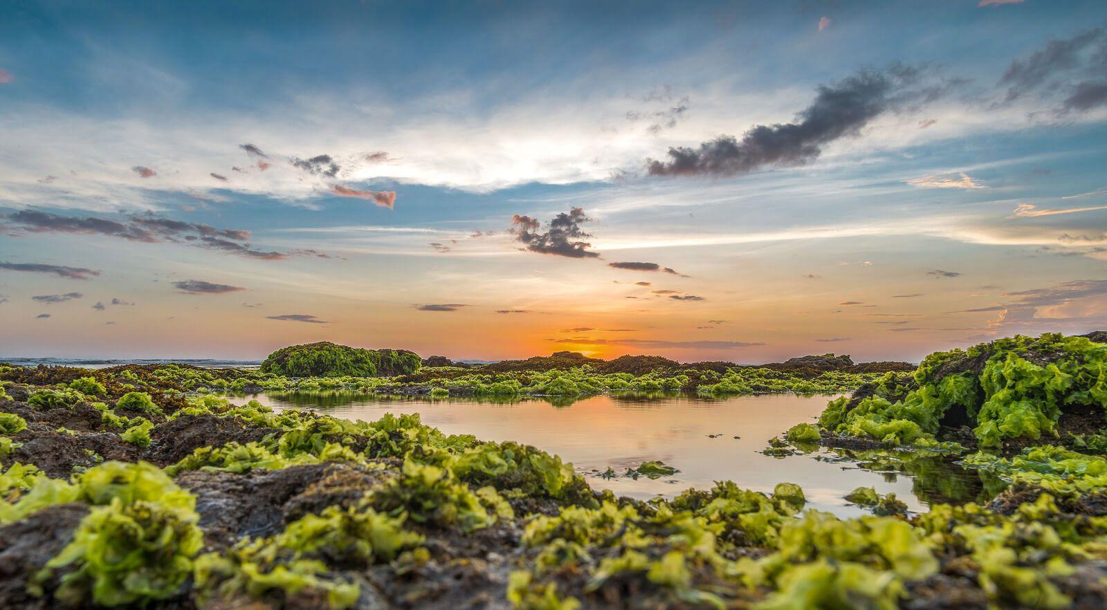 Sunrise over Canggu wetlands