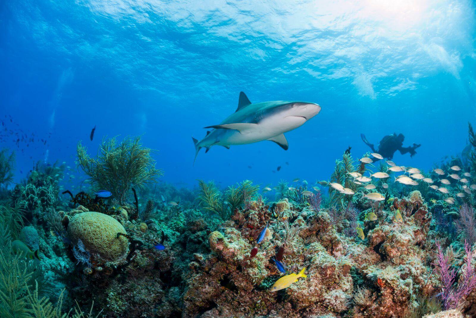 caribbean-reef-shark-feature