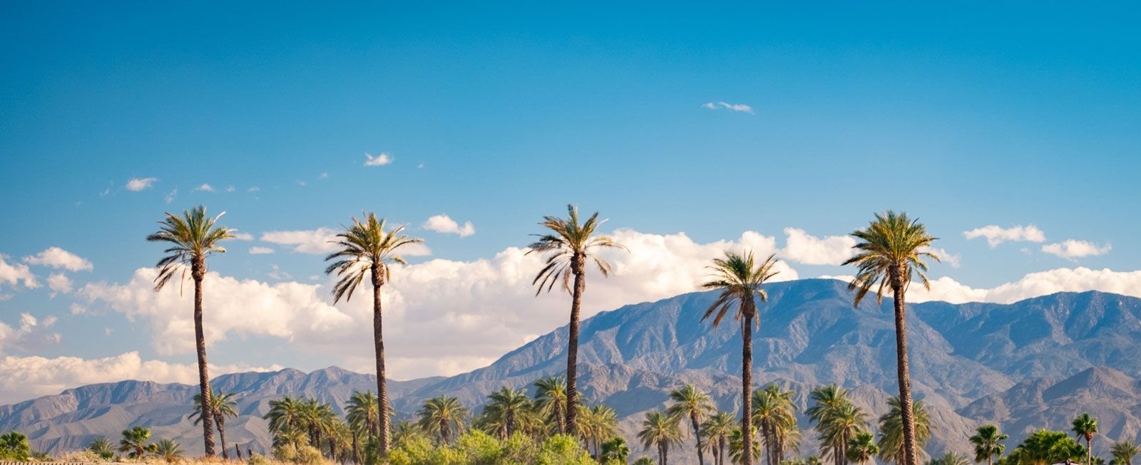 Palm trees in Palm Springs, with desert mountains behind