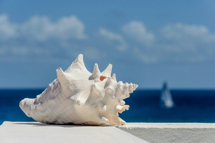 Conch festival, 60 things to do in Turks and Caicos festival, Top Villas