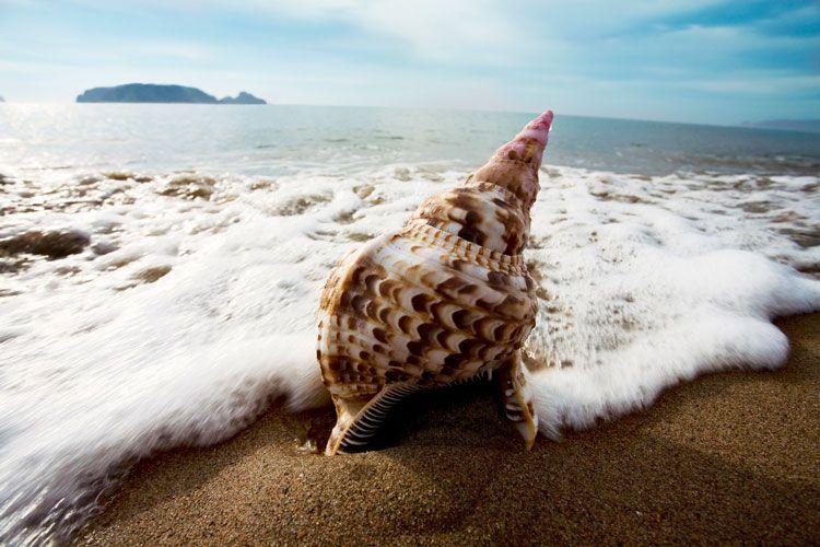 A conch shell in the surf on a beach
