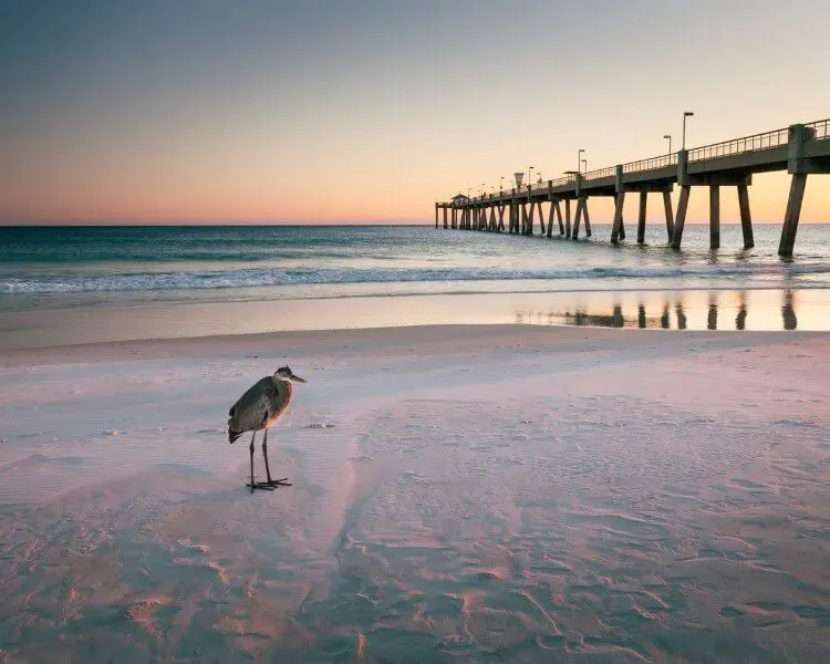 A bird on the white sand of Florida Destin Beach by the pier