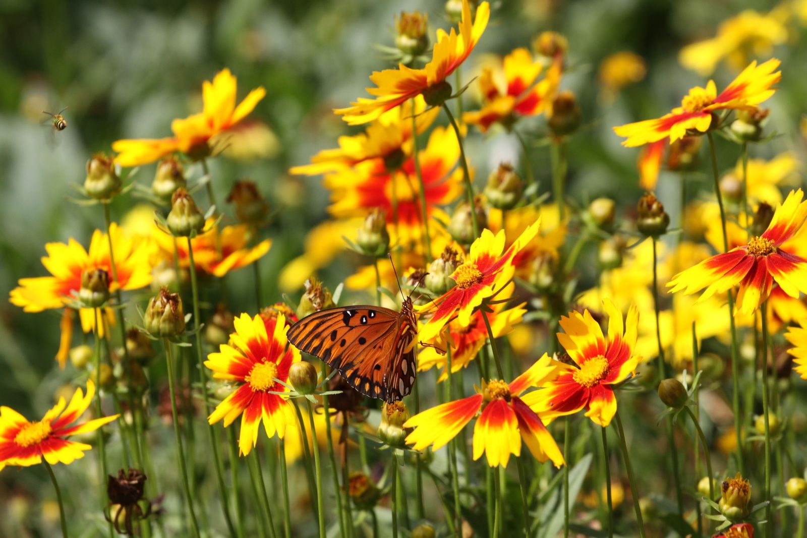 Yellow wild flowers with a butterfly on them