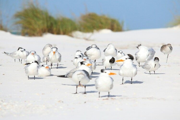 Florida road trip, Anna Maria Island, birdlife