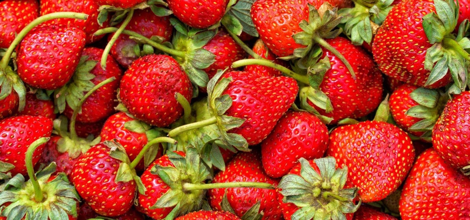 florida strawberry festival event