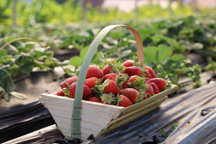A basket of strawberries on a wooden table