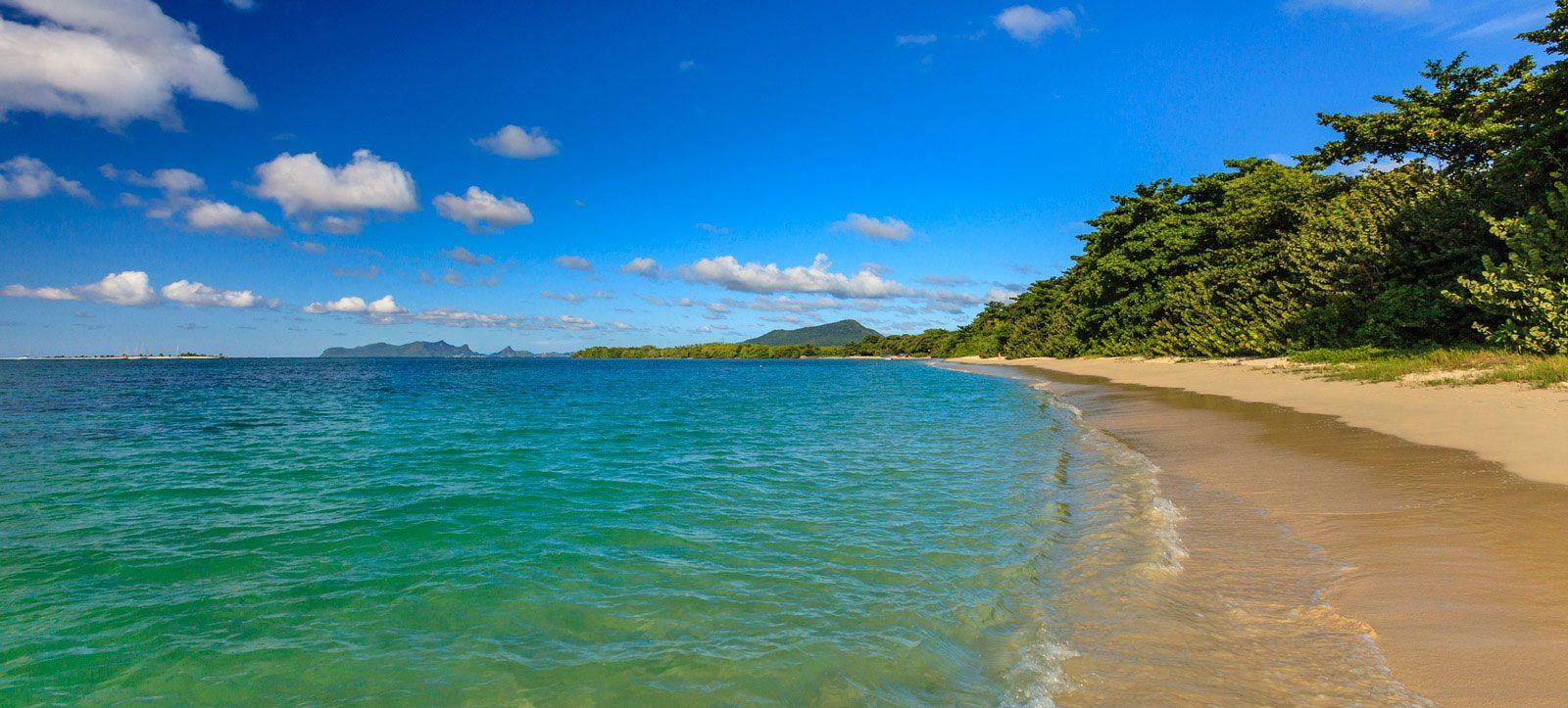 Golden sand beach with trees on the sand