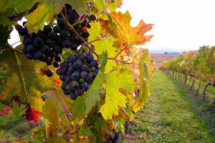 vineyard, wine tasting