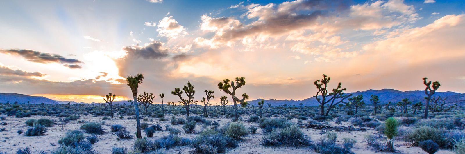 Panoramic view of trees at Joshua Tree National Park