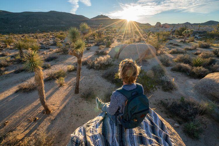 Man on a Joshua Tree private tour