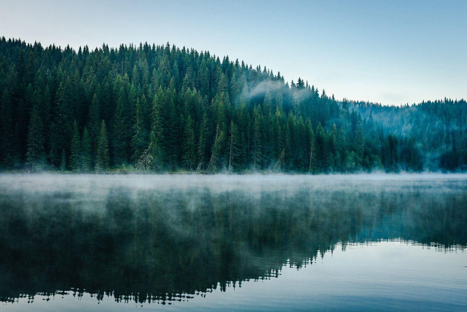 A still lake with thick forest reflected in it