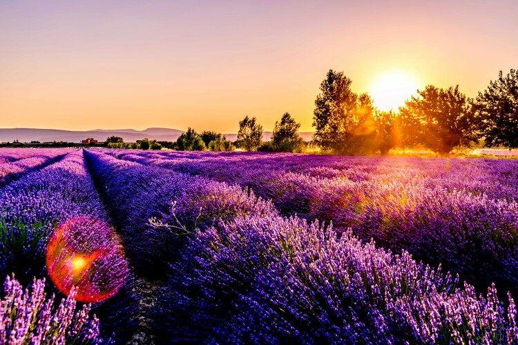 Scented lavender field in France, things to do