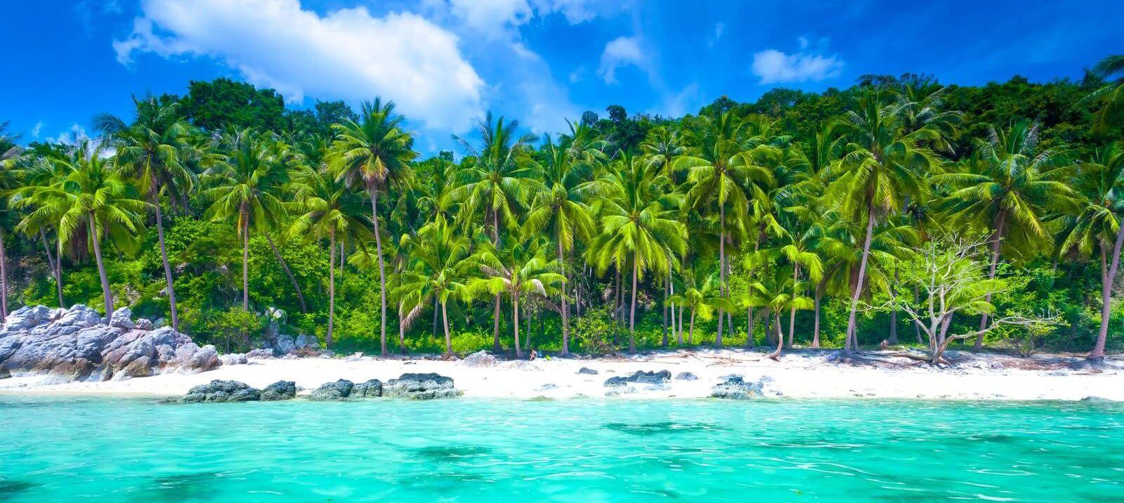 A palm forest along the coast of Maenam