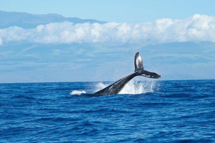 Maui whale watching, things to do in Hawaii, Top Villas