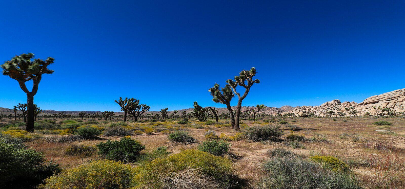 Joshua Tree vacation rentals, view of the Joshua Tree national park