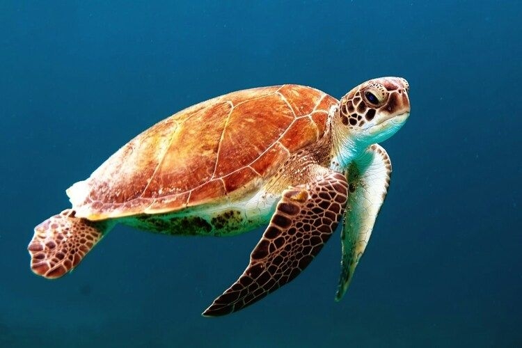 Sea turtle, the best time to visit St Lucia, Top Villas
