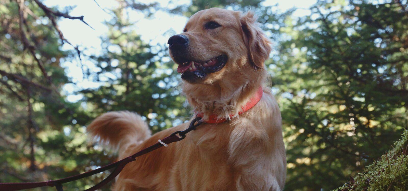 Sevierville Pet Friendly Cabins, dog on a hike, Top Villas