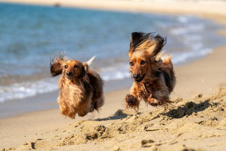 two dachshunds running on the beach