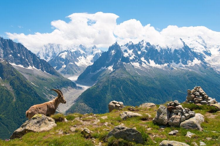 The best time to visit Courchevel, ibex in the lush green mountains, Top Villas