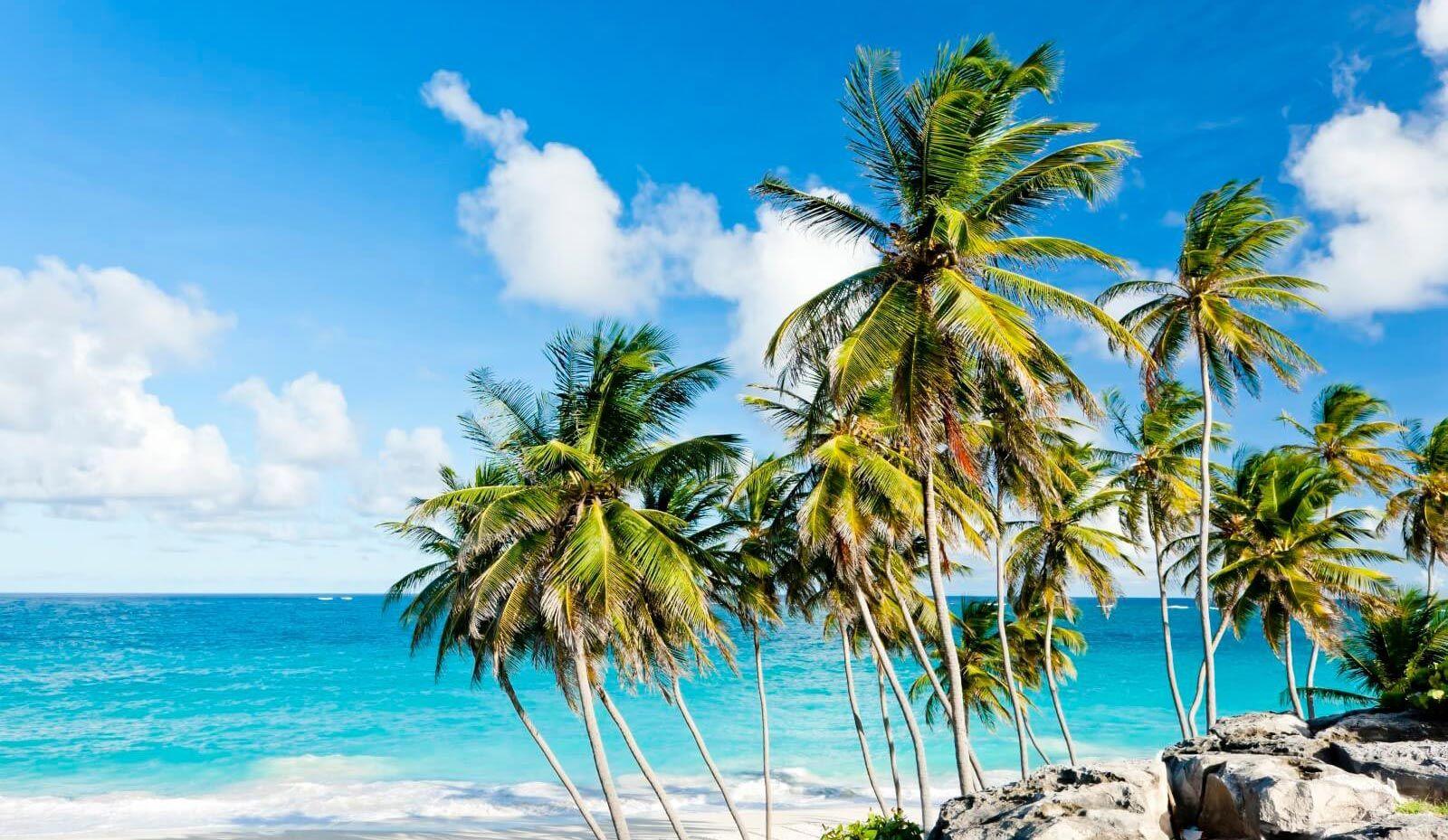 A palm-fringed white sand beach in Barbados