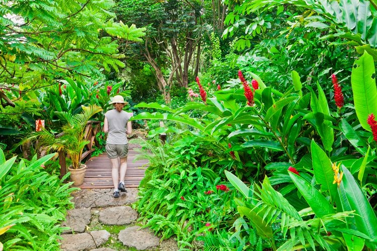 A lady walking through Andromeda Gardens in Barbados