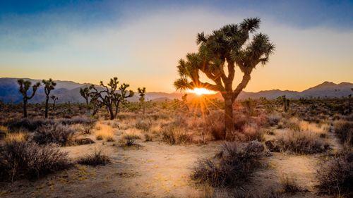 Desert in Joshua Tree National park at sunset
