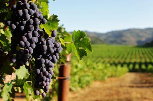 Close up of red grapes on a wine with vineyard rows in the background