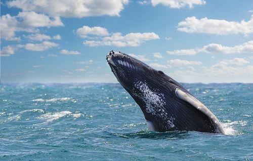 Humpback whale breaching out of the ocean