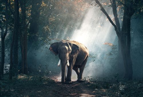 Asian elephant standing in the forest