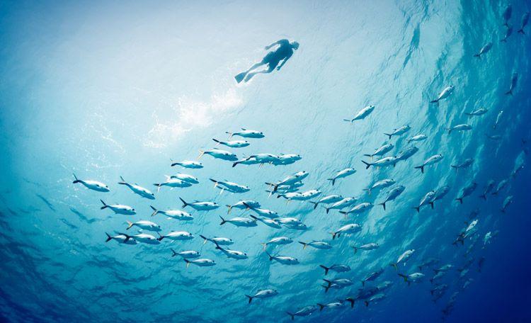 A person snorkeling above a shoal of fish
