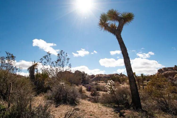 Desert landscape near Indio
