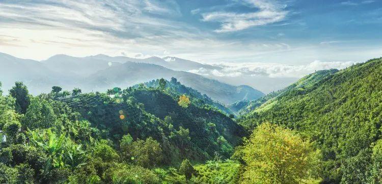 Forest-covered mountains in Jamaica