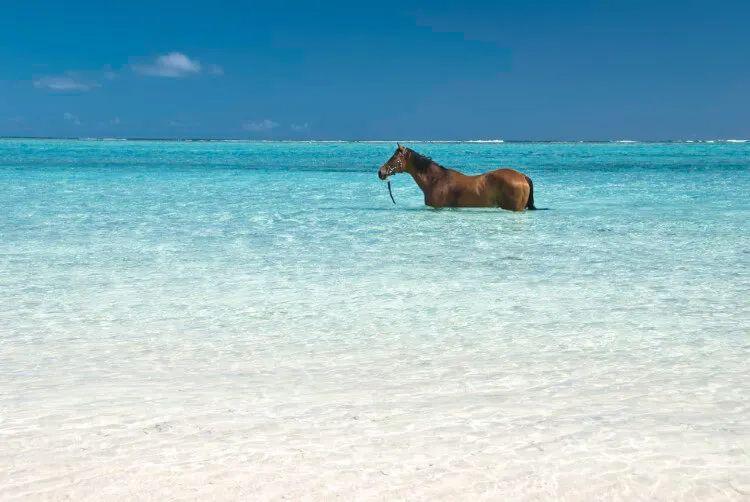 A horse standing in the sea on a white sand beach